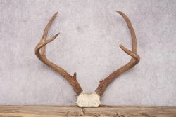 Mule Deer Skull Plate SKU 2838 - Image 5