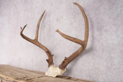 Mule Deer Skull Plate SKU 2838 - Image 4