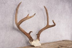 Mule Deer Skull Plate SKU 2838 - Image 3