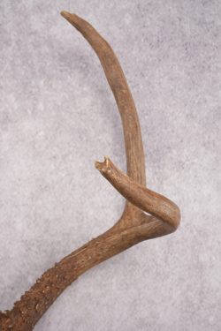 Mule Deer Skull Plate SKU 2838 - Image 2