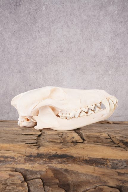 Coyote Skull with Jaw SKU 2694