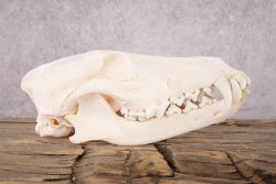 Coyote Skull with Jaw SKU 2694 - Image 5