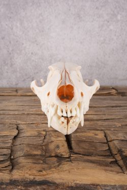 Coyote Skull with Jaw SKU 2694 - Image 4