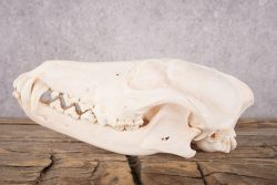 Coyote Skull with Jaw SKU 2694 - Image 3