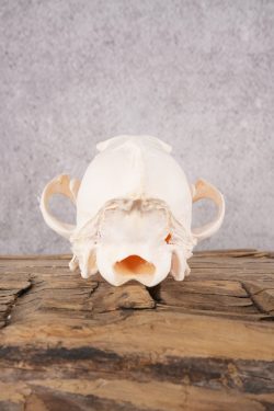 Coyote Skull with Jaw SKU 2694 - Image 2