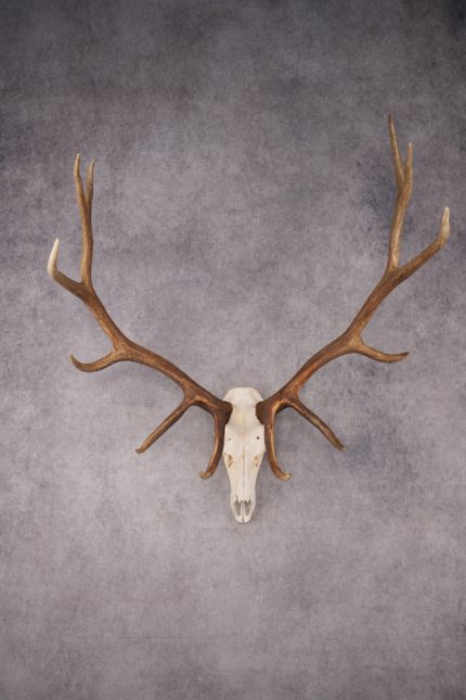 6x6 Elk Skull SKU 2834