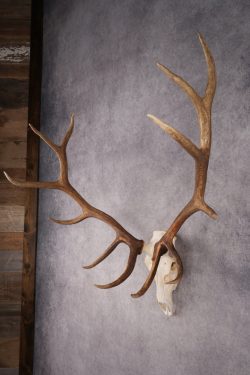 6x6 Elk Skull SKU 2834 - Image 9