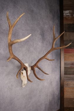 6x6 Elk Skull SKU 2834 - Image 8