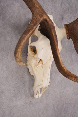6x6 Elk Skull SKU 2834 - Image 7