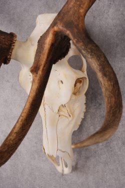 6x6 Elk Skull SKU 2834 - Image 6