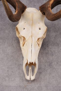 6x6 Elk Skull SKU 2834 - Image 5