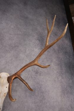 6x6 Elk Skull SKU 2834 - Image 4
