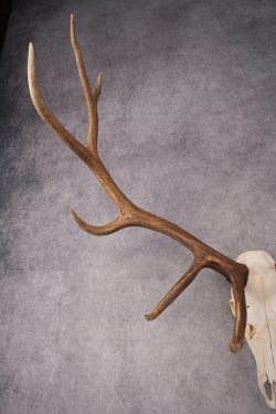 6x6 Elk Skull SKU 2834 - Image 3