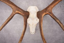 6x6 Elk Skull SKU 2834 - Image 2