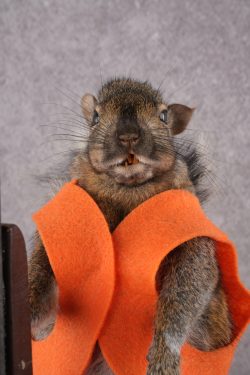 Hunting Squirrel with Rifle and Orange Vest SKU 2935 - Image 2