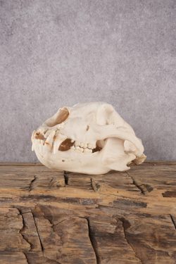 Black Bear Skull SKU 2931
