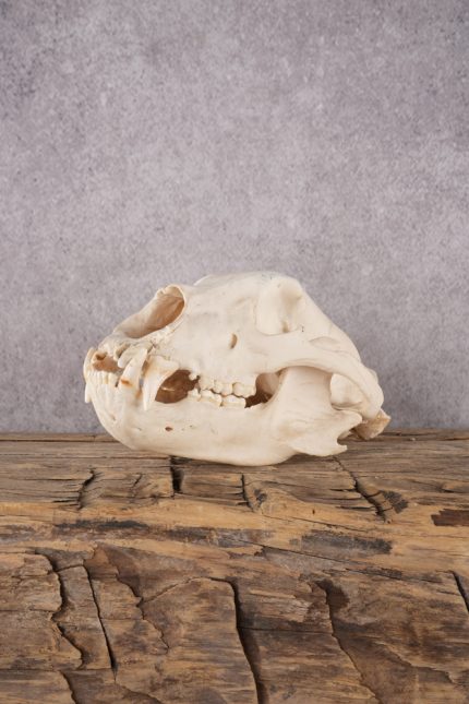 Black Bear Skull SKU 2931