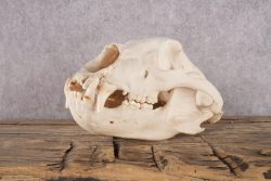 Black Bear Skull SKU 2931 - Image 5