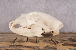 Black Bear Skull SKU 2931 - Image 4