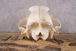 Black Bear Skull SKU 2931 - Image 3