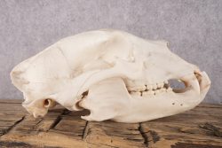 Black Bear Skull SKU 2931 - Image 2