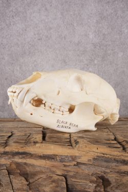 Black Bear Skull SKU 2930 - Image 4