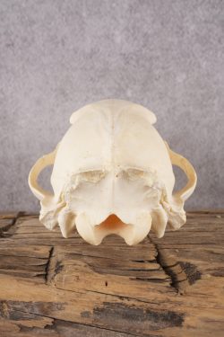 Black Bear Skull SKU 2930 - Image 3