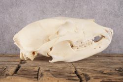 Black Bear Skull SKU 2930 - Image 2