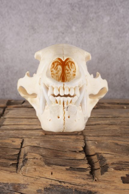 Black Bear Skull SKU 2930