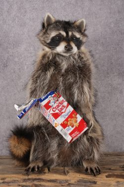 Cracker Jack Raccoon SKU 2922