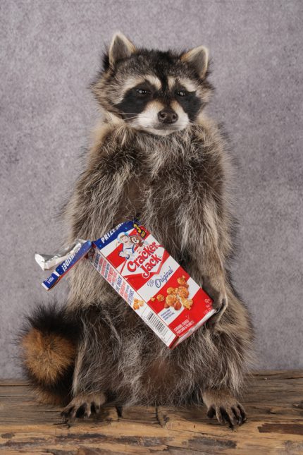 Cracker Jack Raccoon SKU 2922