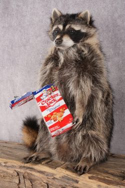 Cracker Jack Raccoon SKU 2922 - Image 6