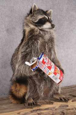 Cracker Jack Raccoon SKU 2922 - Image 5