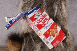 Cracker Jack Raccoon SKU 2922 - Image 4