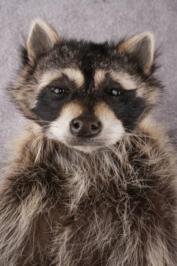 Cracker Jack Raccoon SKU 2922 - Image 3