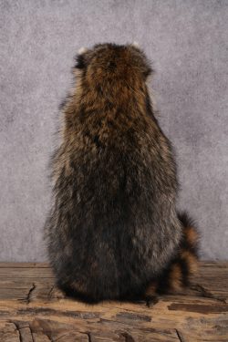 Cracker Jack Raccoon SKU 2922 - Image 2