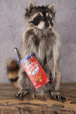 Cracker Jack Raccoon SKU 2921
