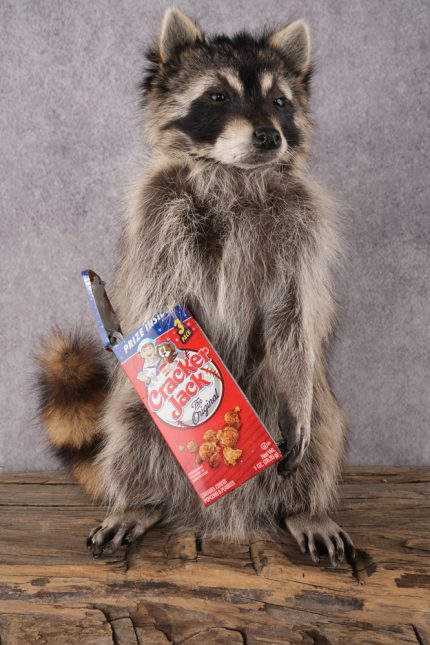 Cracker Jack Raccoon SKU 2921