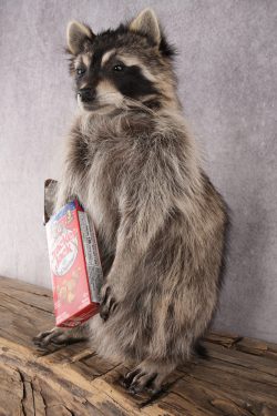 Cracker Jack Raccoon SKU 2921 - Image 5