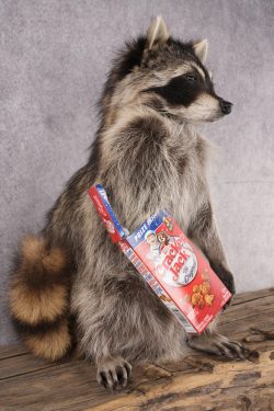 Cracker Jack Raccoon SKU 2921 - Image 4
