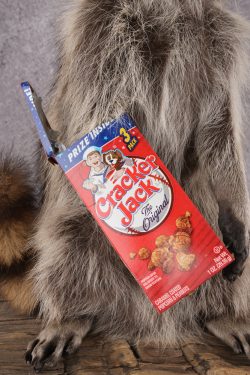 Cracker Jack Raccoon SKU 2921 - Image 3