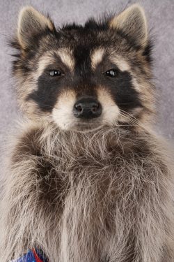 Cracker Jack Raccoon SKU 2921 - Image 2