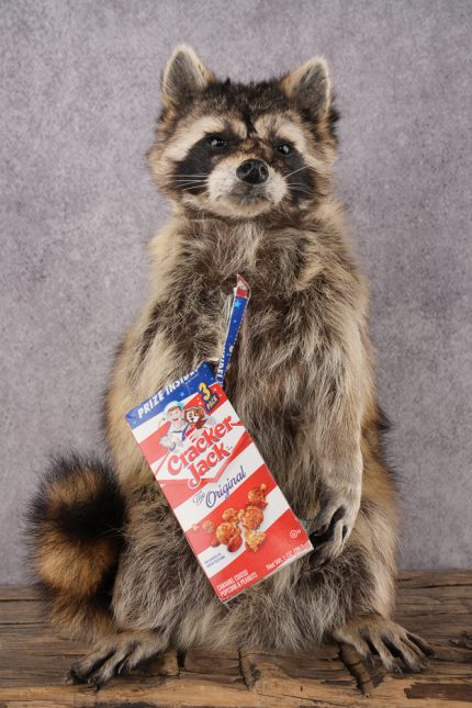 Cracker Jack Raccoon SKU 2920