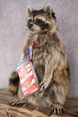 Cracker Jack Raccoon SKU 2920 - Image 6