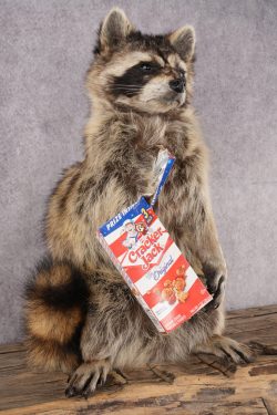 Cracker Jack Raccoon SKU 2920 - Image 5