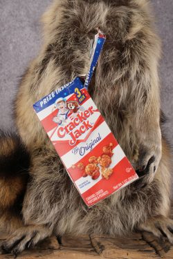 Cracker Jack Raccoon SKU 2920 - Image 4