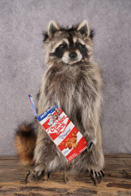 Cracker Jack Raccoon SKU 2919