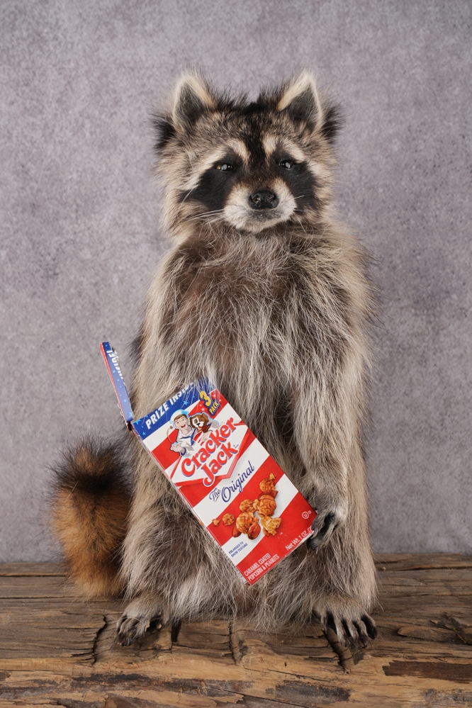 A7408043 Cracker Jack Raccoon SKU 2919 - Image 1