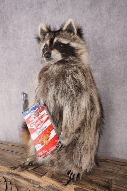 Cracker Jack Raccoon SKU 2919 - Image 6