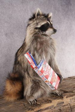 Cracker Jack Raccoon SKU 2919 - Image 5